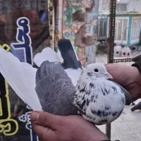 ۵ عدد کفتر کار درست|پرنده|تهران, افسریه شمالی|دیوار