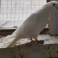 کبوتر سفید و پشتار زرد ماده