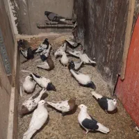 گنجه برسینه دم سیاه‌وتعداد