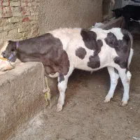 گوساله نر سمینتال اصیل
