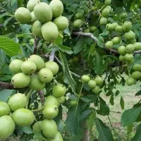 تولید نهال گردو پیوندی جمال مخصوص مناطق سردسیری