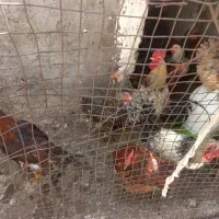 فروش مرغ و خروس