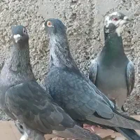 کبوتر موشی|پرنده|خورموج, |دیوار