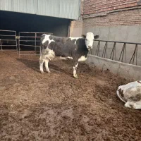 گاو آبستن شکم دوم