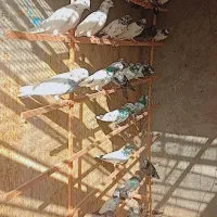 کفتر|پرنده|قشم, |دیوار