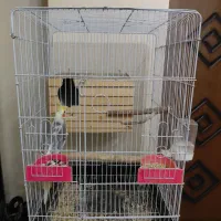 یک جفت عروس هلندی مولد در حال تخم گذاری با قفس