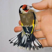 تعدادی سهره نر گردن کلفت گل بلند