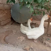 قوغاز|حیوانات مزرعه|اهواز, اسماعیلیه|دیوار