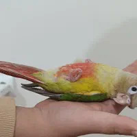 گرینچیک نر اناناسی 70 روزه فول اهلی و دونخور|پرنده|سهند, |دیوار