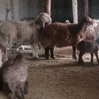 دو عدد بره قوچ|حیوانات مزرعه|راز وجرگلان, |دیوار