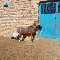 یک راس میش زاییده  با یک بره ماده چینی فروشی