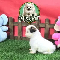 شیتزو سوپر فلت اصیل|سگ|مشهد, هنرستان|دیوار