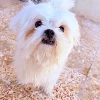 سگ پامر اشپنیز