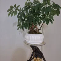 بونسای شفلرا