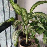 گل آپارتمانی