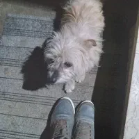 سگ گمشده|سگ|آستارا, |دیوار