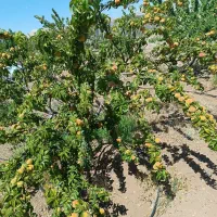 فروش چاه کشاورزی  با متعلقات کامل|فروش زمین و ملک کلنگی|بهمن صغاد, |دیوار