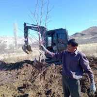 تولید و عرضه نهال بادام شهرضا
