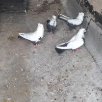کبوتر|پرنده|شیراز, آزادی|دیوار