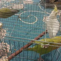 عروس هلندی|پرنده|سیرجان, |دیوار