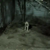 توله 5ماهه سرابی اصل نر|سگ|سرعین, |دیوار