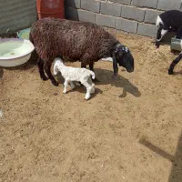 گوسفند زاییده با بره ماده شیر پر