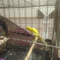 قناری بلند سه چهارم