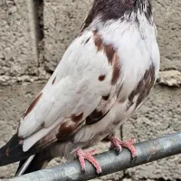 سرخ نوک قنار کله سرخ نوک چفت کله ای کله دم سبز|پرنده|خزل, |دیوار