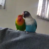 طوطی برزیلی|پرنده|شهریار, رضی آباد بالا|دیوار