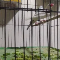 پرنده|پرنده|شاهرود, |دیوار