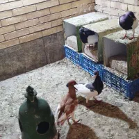 کبوتر یهودی 3 جفت
