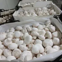 تامین‌کننده مستقیم قارچ، بلنچ و کمپوست