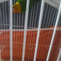 کوتوله فروشی