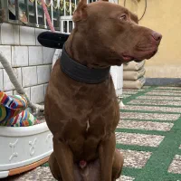 فروش سگ پیتبول|سگ|بهشهر, |دیوار