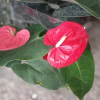 گل به مناسبت روز مادر|گل و گیاه طبیعی|کوهدشت, |دیوار