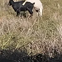 بزهای آبستن از نربز فرانسوی اصل شیری نربزکاموری|حیوانات مزرعه|گنبد کاووس, |دیوار