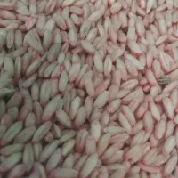 گندم بذر درجه یک موجود است بوجاری شده