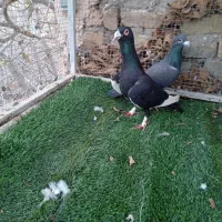 نروماده قره سرور شتری