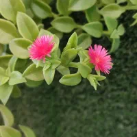 گیاه طبیعی ناز یخی برگ بیدی ارغوانی