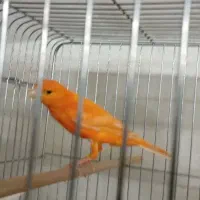 قناری نر و بنگالی و پرنده|پرنده|اصفهان, شهرک کاوه|دیوار