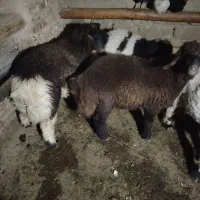 بره شیری و میش