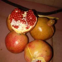 انار  دون سیاه