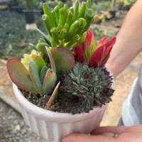 گلدان گیاه کاکتوس ویژه هدیه شب عید