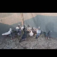 دسته کفتری پلاکی