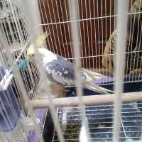 عروس هلندی|پرنده|کرج, شهرک فهمیده|دیوار