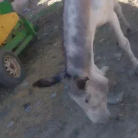 الاغ نر درشت