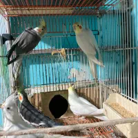 فروش. طوطی. عروس. فقط نر هستن