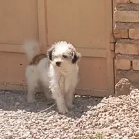 سگ نمایشی|سگ|فسا, |دیوار