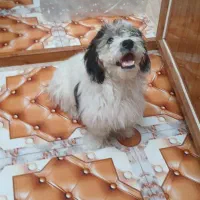 واگذاری سگ شیتزو نر