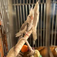 عروس هلندی|پرنده|ری, دولت‌آباد|دیوار